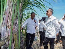Mengintip Penanaman Tebu Perdana demi Swasembada Gula