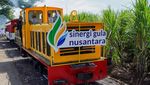 Mengintip Penanaman Tebu Perdana demi Swasembada Gula