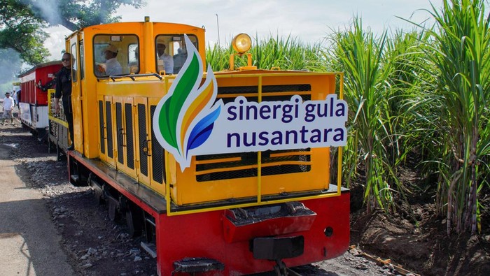 Mengintip Penanaman Tebu Perdana demi Swasembada Gula Menteri Koordinator Bidang Pangan Zulkifli Hasan (kedua kanan) melihat tebu varietas unggulan saat gelaran Kick Off Program Manis di areal perkebunan tebu PG Djatiroto, Lumajang, Jawa Timur, Rabu (20/11/2024). Dalam kunjungan tersebut Zulkifli Hasan berkesempatan meninjau varietas tebu unggulan sekaligus menanam tebu perdana untuk memulai Program Manis sebagai upaya percepatan tercapainya swasembada gula nasional pada tahun 2028. ANTARA FOTO/Irfan Sumanjaya/rwa.
