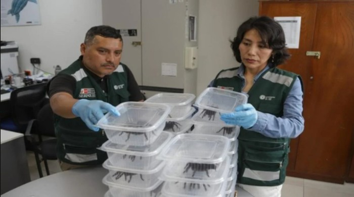 Ratusan tarantula diselundupkan oleh pelancong