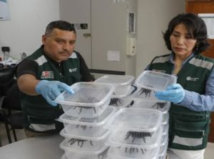 Temuan Ratusan Makhluk Gelap Tersingkap di Pria Perut Bengkak