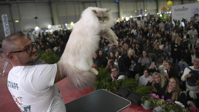 Saat Kucing-kucing Bersaing di βKontes Kecantikanβ SuperCat Roma Pameran SuperCat tahunan digelar di Roma. Acara ini menghadirkan ras-ras kucing paling eksotis dan langka di dunia, bersaing untuk mendapatkan hadiah.