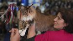 Saat Kucing-kucing Bersaing di Kontes Kecantikan SuperCat Roma