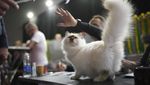 Saat Kucing-kucing Bersaing di Kontes Kecantikan SuperCat Roma