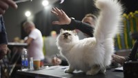 Gianluca Guarino, penyelenggara acara tersebut mengatakan, SuperCat adalah acara penting bagi Roma, yang merupakan kota yang sangat mencintai kucing. 