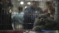 Selain dikagumi dari kandang pajangannya, kucing-kucing tersebut juga diarak di atas panggung selama banyak kontes kecantikan, sebelum diberikan penghargaan. 