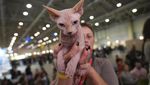 Saat Kucing-kucing Bersaing di Kontes Kecantikan SuperCat Roma