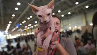 Acara ini menghadirkan ras-ras kucing paling eksotis dan langka di dunia, termasuk kucing Burma, Chartreux, Devon Rex, kucing Hutan Norwegia, Maine Coon, kucing Sphynx, dan banyak lagi. 