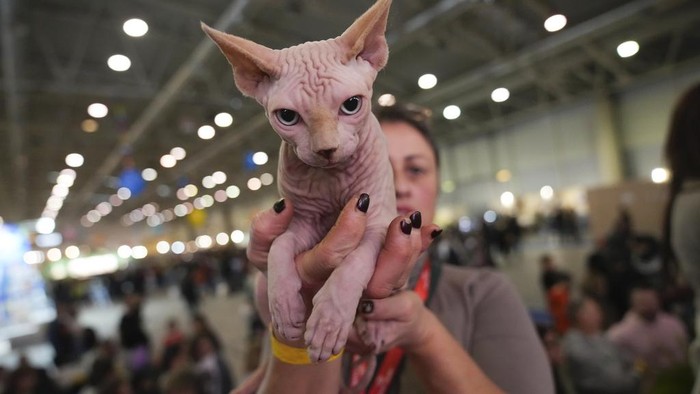Pameran SuperCat tahunan digelar di Roma. Acara ini menghadirkan ras-ras kucing paling eksotis dan langka di dunia, bersaing untuk mendapatkan hadiah.