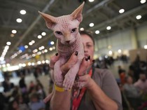 Saat Kucing-kucing Bersaing di Kontes Kecantikan SuperCat Roma