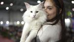 Saat Kucing-kucing Bersaing di Kontes Kecantikan SuperCat Roma