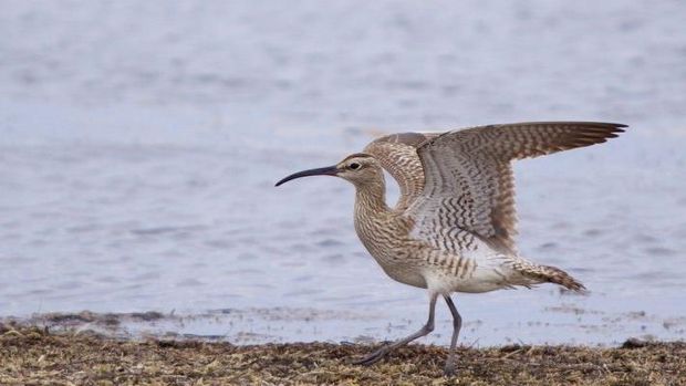 The slender-billed curlew (Numenius tenuirostris) dinyatakan punah oleh ilmuwan
