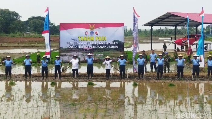 TNI AU melaksanakan kegiatan tanam padi dalam rangka mendukung program Presiden Prabowo Subianto untuk menjaga ketahanan pangan. (Kurniawan F/detikcom)