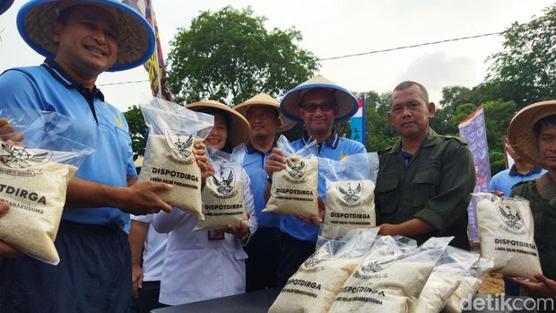 TNI AU melaksanakan kegiatan tanam padi dalam rangka mendukung program Presiden Prabowo Subianto untuk menjaga ketahanan pangan. (Kurniawan F/detikcom)