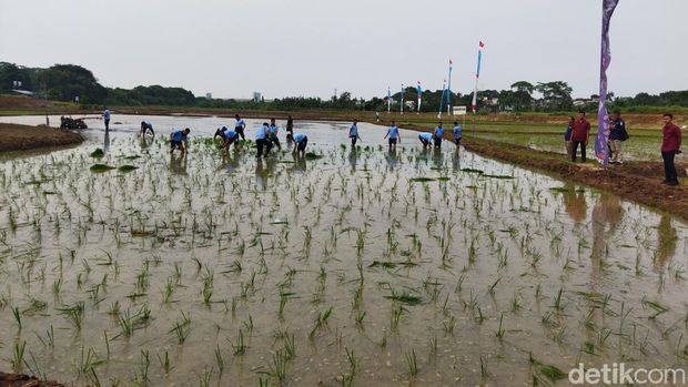 TNI AU melaksanakan kegiatan tanam padi dalam rangka mendukung program Presiden Prabowo Subianto untuk menjaga ketahanan pangan. (Kurniawan F/detikcom)