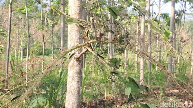 Kawasan Kecamatan Batuwarno yang terdapat ulat jati bergelantungan di jalan.
