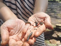 Ulat Jati Serbu Gunungkidul, Geli-geli tapi Hasilkan Cuan