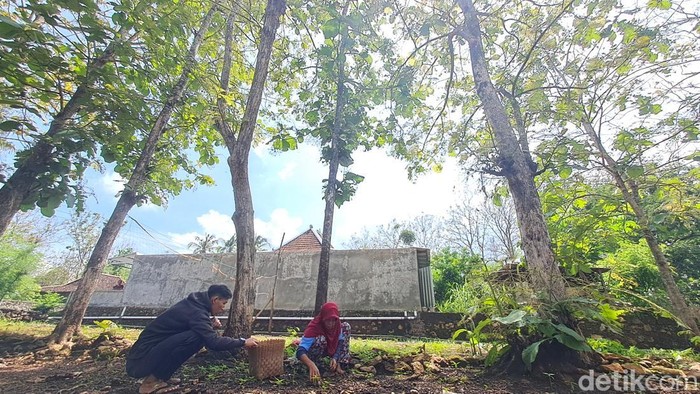 Warga Wonogiri raup cuan dari berburu kepompong dan ulat jati, Rabu (20/11/2024).