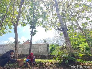 Warga Wonogiri Cuan dari Berburu Ulat Jati, Dijual Online Laku Segini