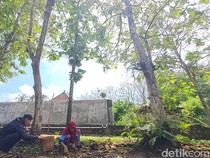 Warga Wonogiri Cuan dari Berburu Ulat Jati, Dijual Online Laku Segini