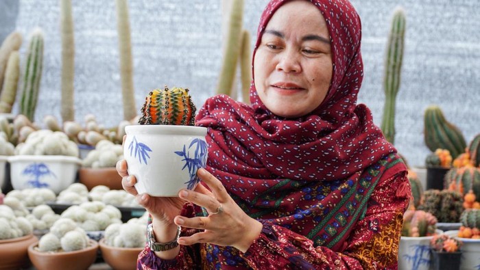 Pembudidaya merawat tanaman kaktus yang dibudidayakan di halaman rumahnya di Lumajang, Jawa Timur, Kamis (21/11/2024). Petani kaktus setempat berupaya mengembangkan usahanya dengan menciptakan media tanam sendiri dan menyilangkan sejumlah jenis kaktus memanfaatkan ruang kosong di teras rumahnya dan hasil budi daya tersebut mampu dijual untuk dekorasi dan suvenir ke sejumlah daerah di Indonesia melalui pasar digital dengan harga Rp10 ribu hingga Rp7 juta per buah.  ANTARA FOTO/Irfan Sumanjaya/foc.