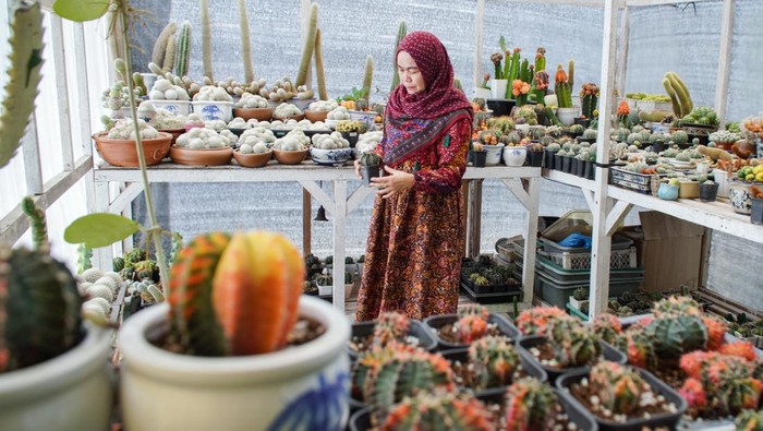 Pembudidaya merawat tanaman kaktus yang dibudidayakan di halaman rumahnya di Lumajang, Jawa Timur, Kamis (21/11/2024). Petani kaktus setempat berupaya mengembangkan usahanya dengan menciptakan media tanam sendiri dan menyilangkan sejumlah jenis kaktus memanfaatkan ruang kosong di teras rumahnya dan hasil budi daya tersebut mampu dijual untuk dekorasi dan suvenir ke sejumlah daerah di Indonesia melalui pasar digital dengan harga Rp10 ribu hingga Rp7 juta per buah.  ANTARA FOTO/Irfan Sumanjaya/foc.