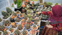 Petani kaktus setempat berupaya mengembangkan usahanya dengan menciptakan media tanam sendiri dan menyilangkan sejumlah jenis kaktus memanfaatkan ruang kosong di teras rumah. Petani kaktus setempat berupaya mengembangkan usahanya dengan menciptakan media tanam sendiri dan menyilangkan sejumlah jenis kaktus memanfaatkan ruang kosong di teras rumah.