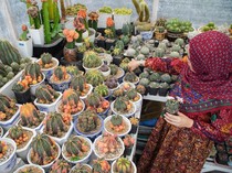 Ada Cuan di Balik Budi Daya Kaktus Hias