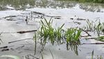 Ratusan Rumah di Lumajang Terendam Banjir