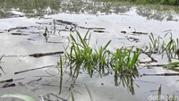 Selain pemukiman warga, banjir juga mengakibatkan ratusan hektare lahan pertanian warga juga terendam. Tanaman warga berupa tebu, cabai terendam banjir juga turut jadi korban.