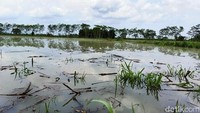 Meluapnya air Sungai Banter ini lantaran banyak luapan air dari sungai di sekitarnya setelah hujan deras. Apalagi sendimen terlalu banyak menyebabkan terjadinya pendangkalan.