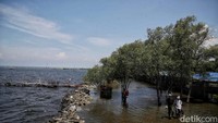 Tak cuma permukiman, pantai wisata gratis Marunda juga terdampak langsung fenomena air pasang laut ini.  
