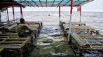 Banjir Rob Rendam Pantai Marunda Jakarta