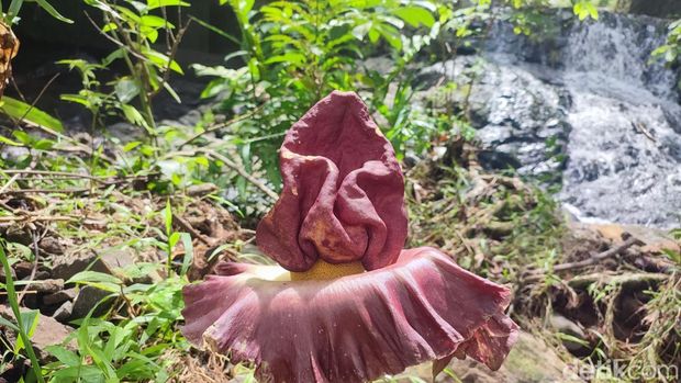 Bunga bangkai di Bukit Sulap Lubuklinggau