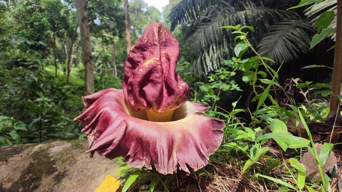 Bunga bangkai yang tumbuh diatas baru di Bukit Sulap Lubuklinggau