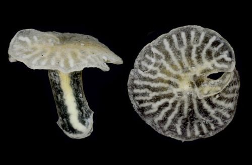 Dendrogramma, hewan laut primitif yang hidup di kedalaman laut sekitar 1.200 meter.
