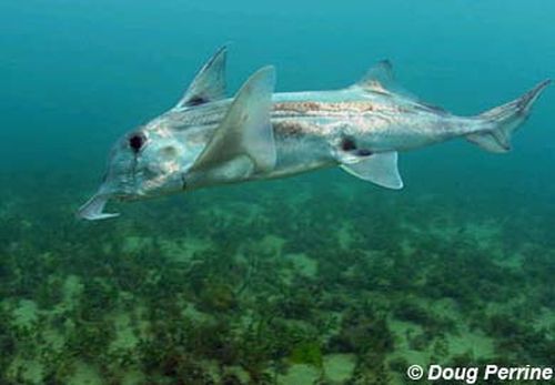 Hiu hantu Australia atau Australian ghost shark, spesies hiu purba yang telah hidup selama 400 juta tahun