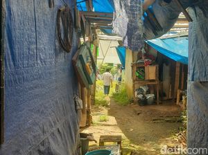 Pilu Penyintas Gempa Cianjur Masih Tinggal di Tenda