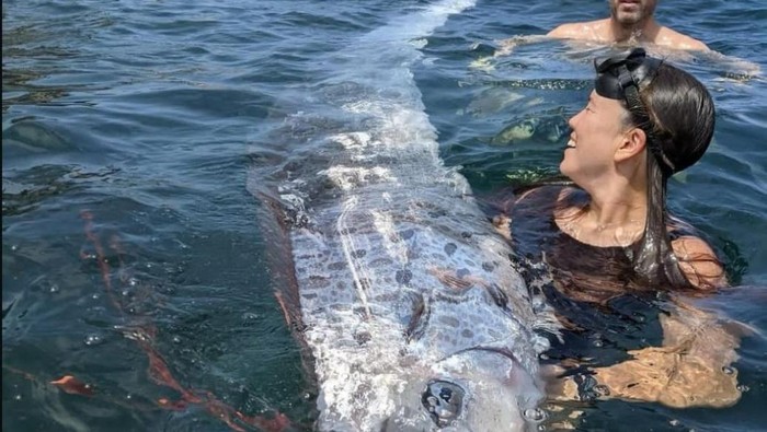 Ikan Oarfish atau ikan kiamat ditemukan di California.