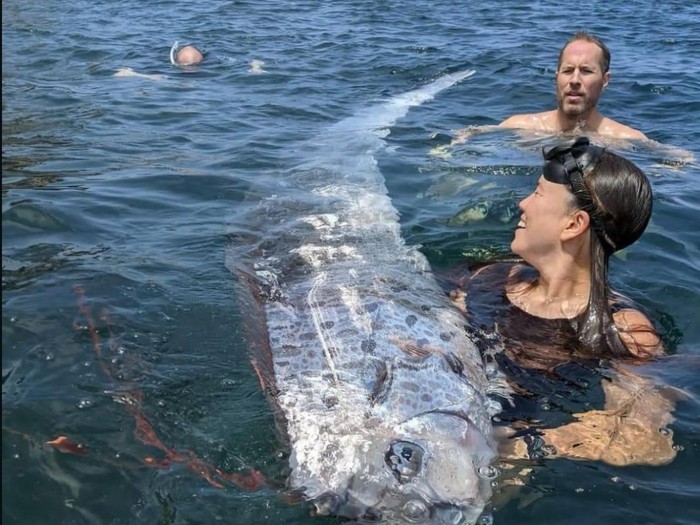 Ikan Oarfish atau ikan kiamat ditemukan di California.