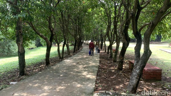 Kebun Raya Cibinong di Bogor menyajikan pesona alam yang memukau. Ayo jelajahi danau cantik dangan suasana yang menenangkan, Kamis (21/11/2024).