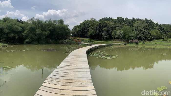 Kebun Raya Cibinong di Bogor menyajikan pesona alam yang memukau. Ayo jelajahi danau cantik dangan suasana yang menenangkan, Kamis (21/11/2024).