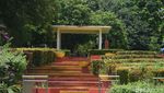 Intip Keindahan Tersembunyi di Kebun Raya Cibinong