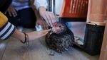 Kala Ayam dan Bebek Bantu Ajarkan Kebaikan Anak-anak di Rumania