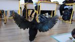Kala Ayam dan Bebek Bantu Ajarkan Kebaikan Anak-anak di Rumania