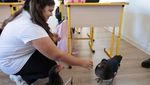 Kala Ayam dan Bebek Bantu Ajarkan Kebaikan Anak-anak di Rumania