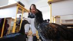 Kala Ayam dan Bebek Bantu Ajarkan Kebaikan Anak-anak di Rumania