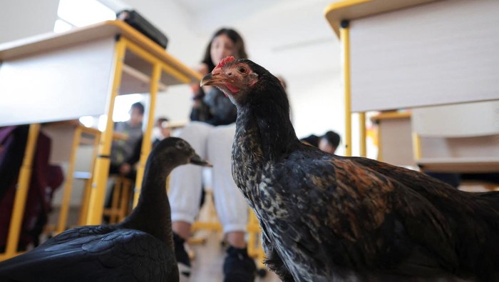 Kala Ayam dan Bebek Bantu Ajarkan Kebaikan Anak-anak di Rumania Rodica the chicken and Bubbles the duck attend an animal awareness class, in Sindrilita, Ilfov, Romania, November 7, 2024. Inquam Photos/George Calin via REUTERS ATTENTION EDITORS - THIS IMAGE WAS PROVIDED BY A THIRD PARTY. ROMANIA OUT. NO COMMERCIAL OR EDITORIAL SALES IN ROMANIA