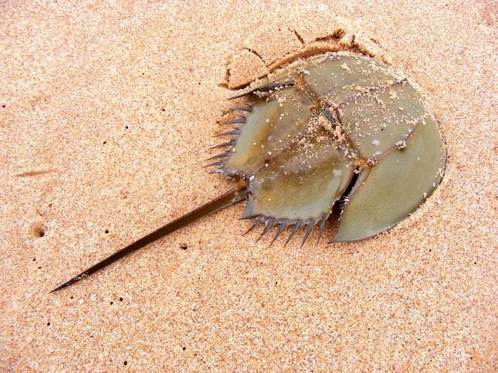 Kepiting tapal kuda atau horseshoe crab, hewan laut yang telah hidup selama 445 juta tahun.