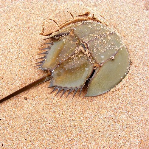 Kepiting tapal kuda atau horseshoe crab, hewan laut yang telah hidup selama 445 juta tahun.